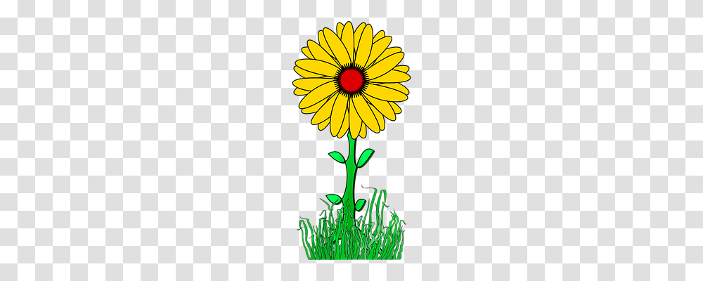 Flower Nature, Plant, Blossom, Daisy Transparent Png