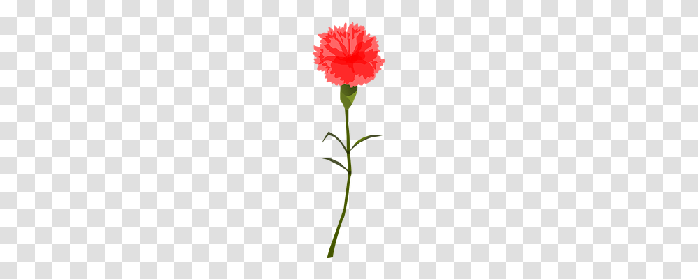 Flower Nature, Plant, Blossom, Carnation Transparent Png