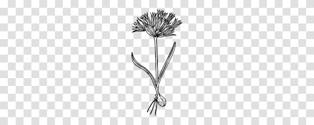 Flower Nature, Gray, World Of Warcraft Transparent Png