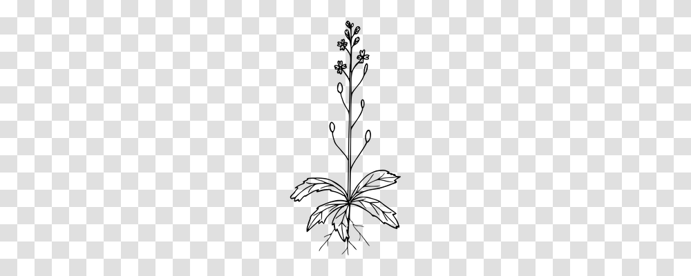 Flower Nature, Gray, World Of Warcraft Transparent Png