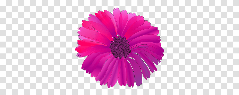 Flower Nature, Plant, Daisy, Daisies Transparent Png