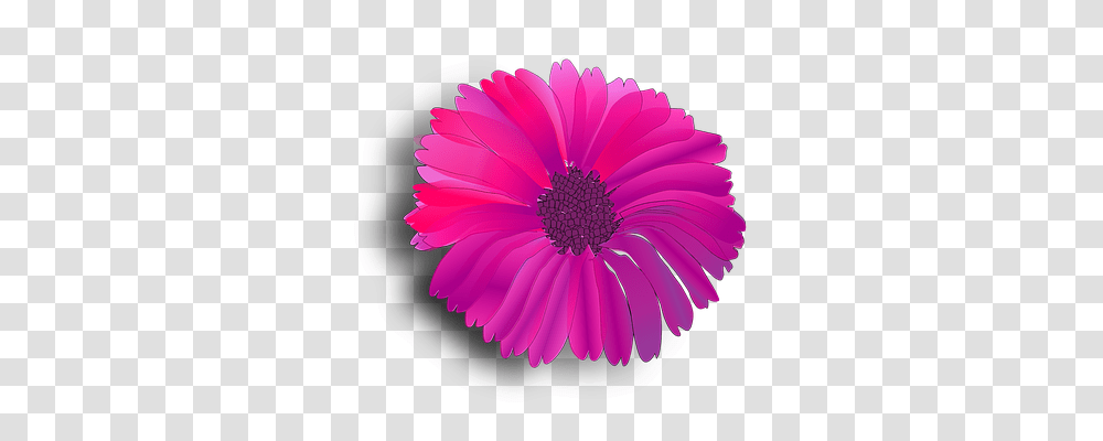 Flower Nature, Plant, Daisy, Daisies Transparent Png