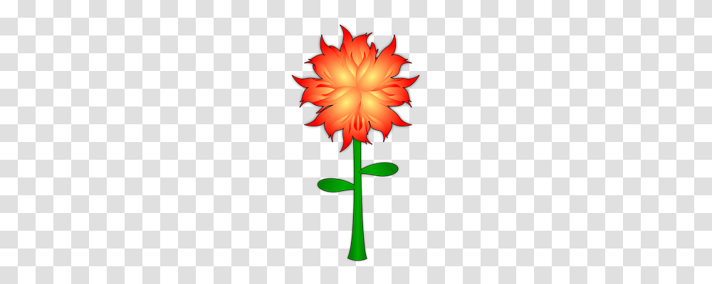 Flower Nature, Plant, Blossom, Petal Transparent Png