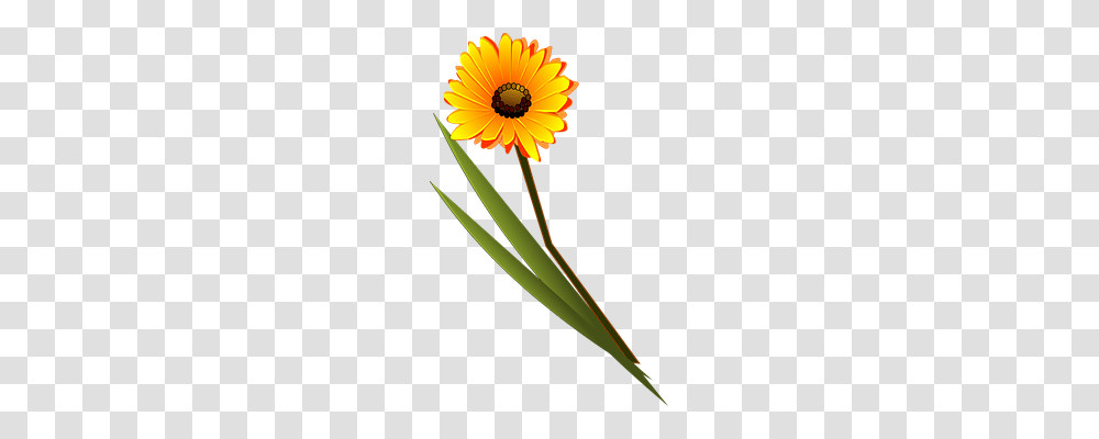 Flower Nature, Plant, Blossom, Petal Transparent Png