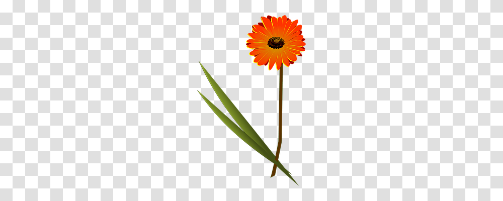 Flower Nature, Plant, Daisy, Anther Transparent Png