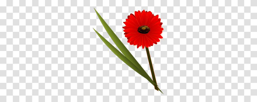 Flower Nature, Plant, Blossom, Daisy Transparent Png