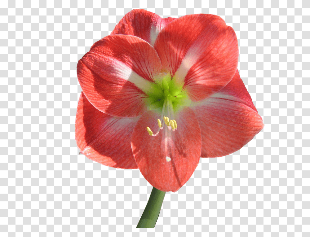 Flower 960, Plant, Blossom, Amaryllis Transparent Png