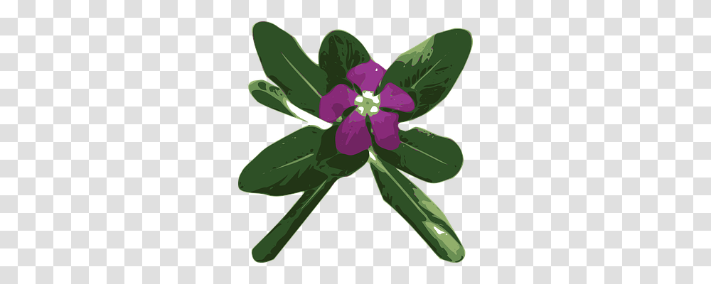 Flower Nature, Plant, Purple, Blossom Transparent Png