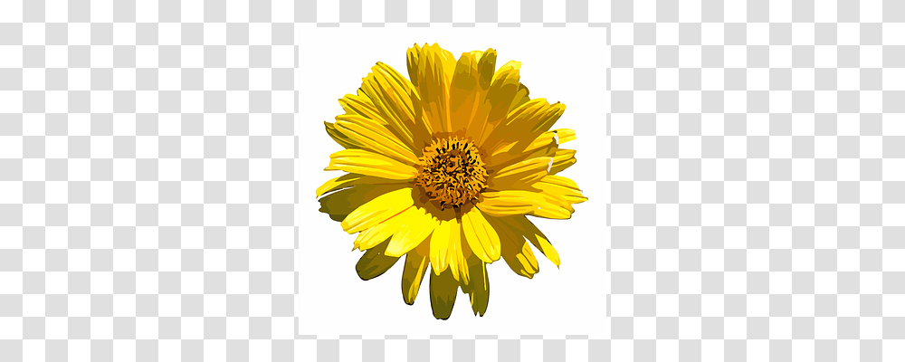 Flower Plant, Blossom, Daisy, Daisies Transparent Png