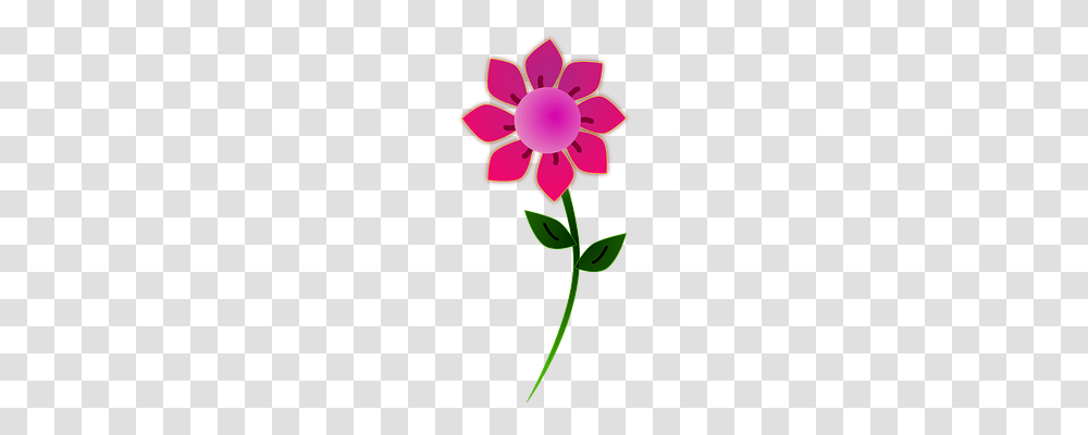 Flower Nature, Plant, Daisy, Dahlia Transparent Png