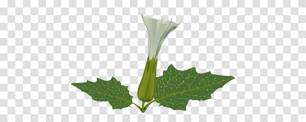 Flower Nature, Plant, Produce, Food Transparent Png