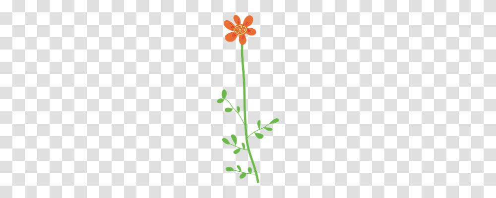 Flower Nature, Plant, Blossom, Cross Transparent Png