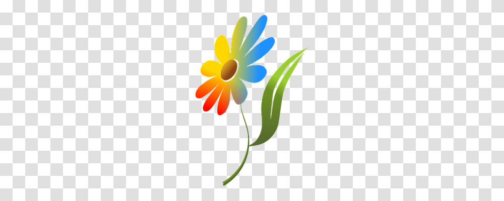 Flower Nature, Plant, Petal, Daisy Transparent Png