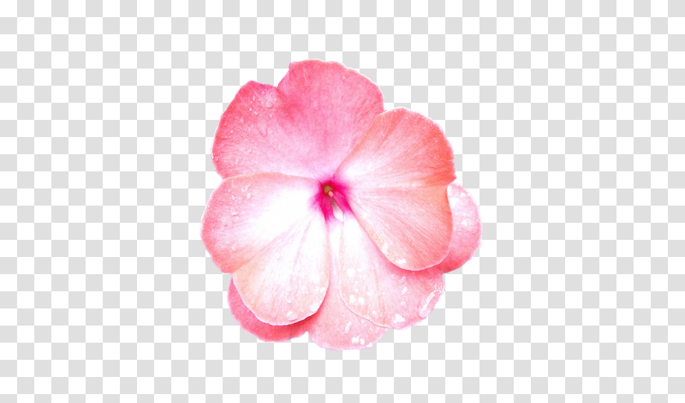 Flower 960, Geranium, Plant, Blossom, Petal Transparent Png