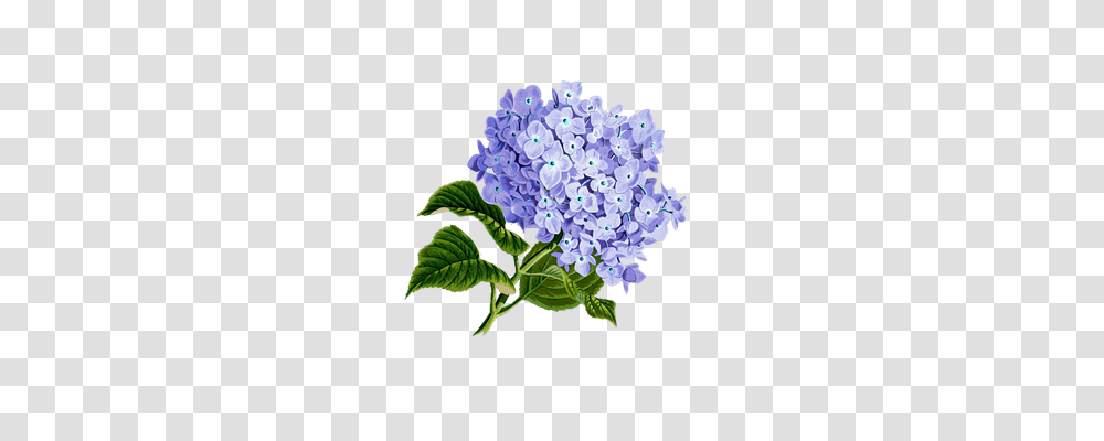 Flower Nature, Plant, Bush, Vegetation Transparent Png