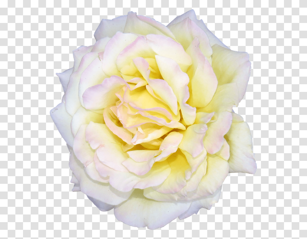 Flower 960, Rose, Plant, Blossom, Petal Transparent Png