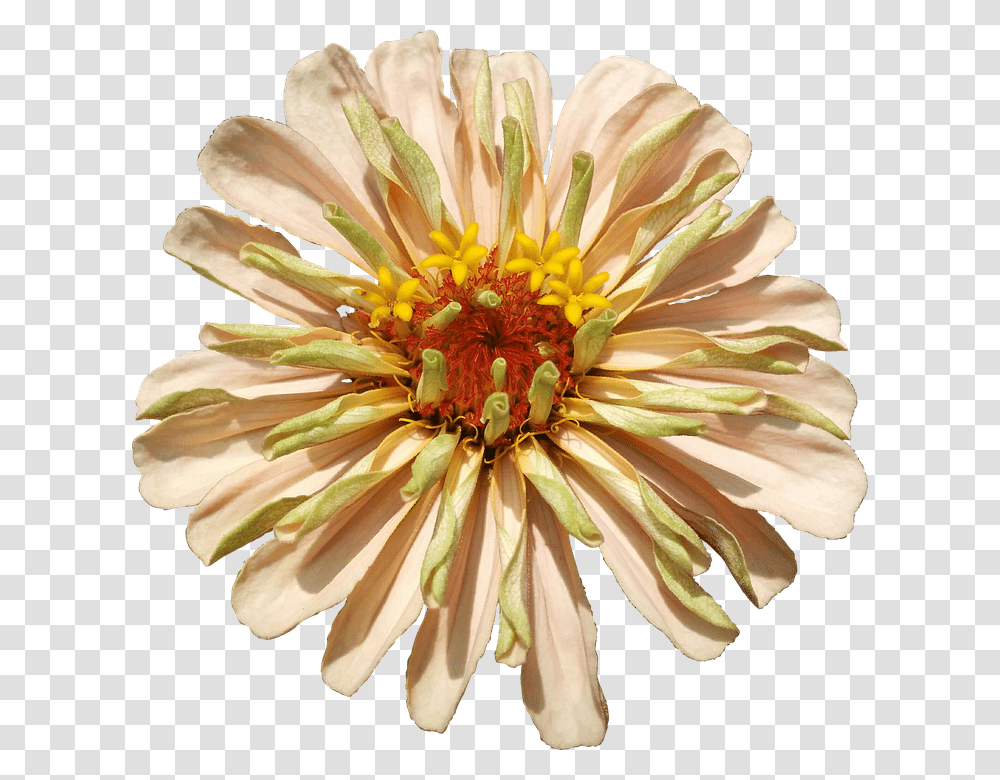 Flower 960, Plant, Blossom, Daisy, Daisies Transparent Png