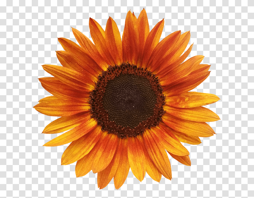 Flower 960, Plant, Blossom, Sunflower, Daisy Transparent Png