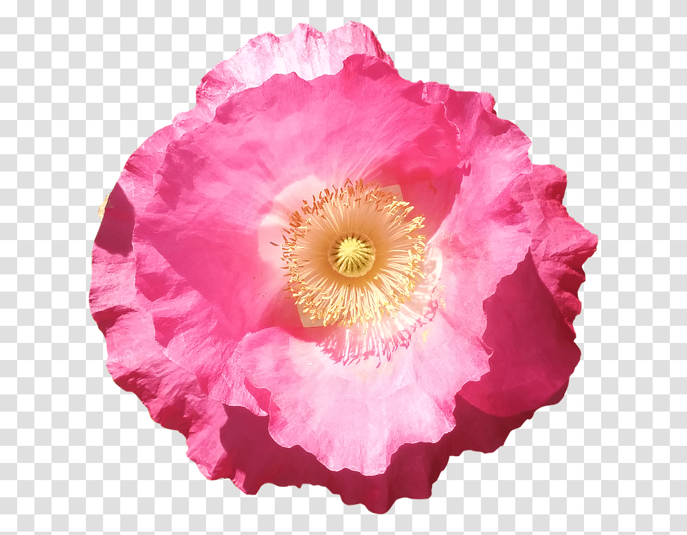 Flower 960, Plant, Anther, Blossom, Rose Transparent Png