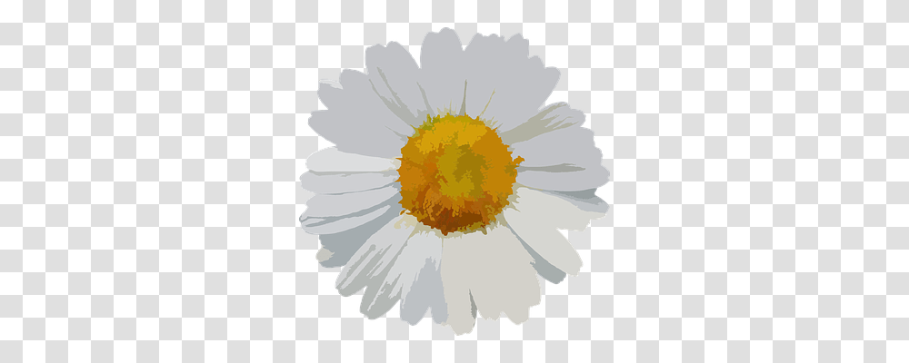 Flower Nature, Plant, Daisy, Daisies Transparent Png