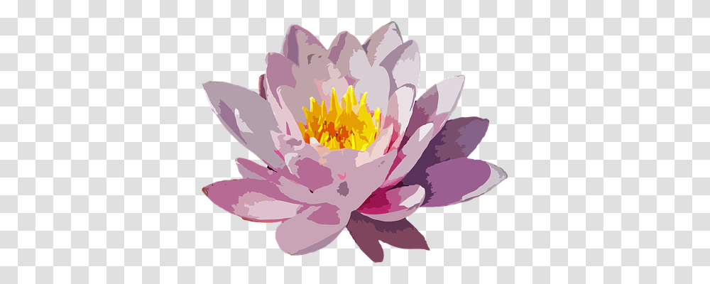 Flower Nature, Plant, Blossom, Lily Transparent Png