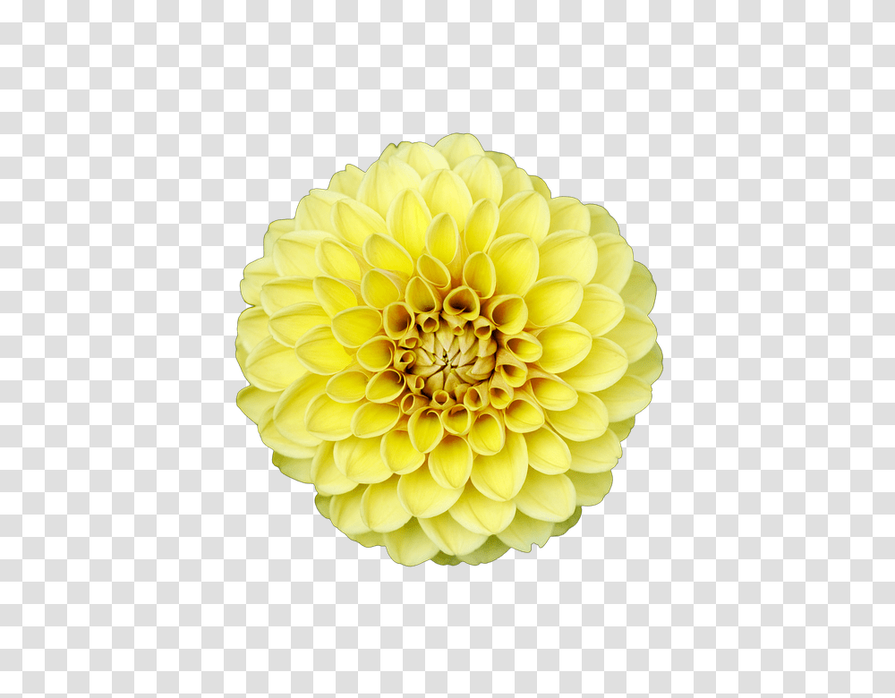 Flower 960, Dahlia, Plant, Blossom Transparent Png