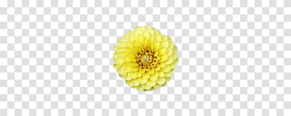 Flower Nature, Dahlia, Plant, Blossom Transparent Png