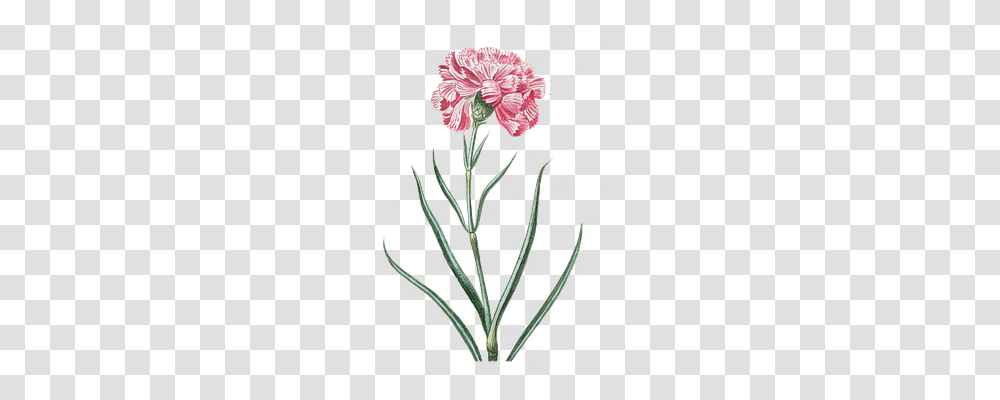 Flower Nature, Plant, Blossom, Carnation Transparent Png