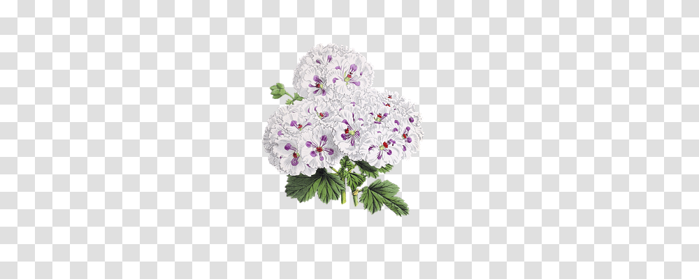 Flower Nature, Geranium, Plant, Blossom Transparent Png