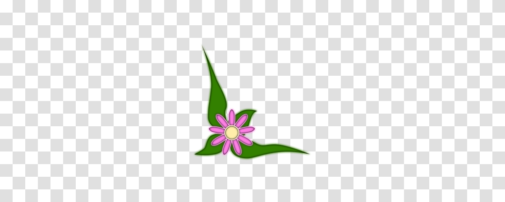 Flower Nature, Plant, Blossom, Daisy Transparent Png