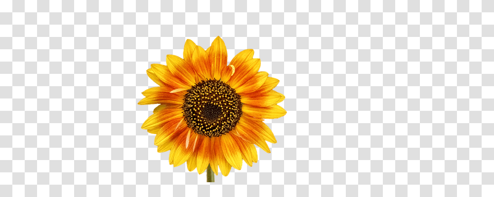 Flower Nature, Plant, Blossom, Sunflower Transparent Png