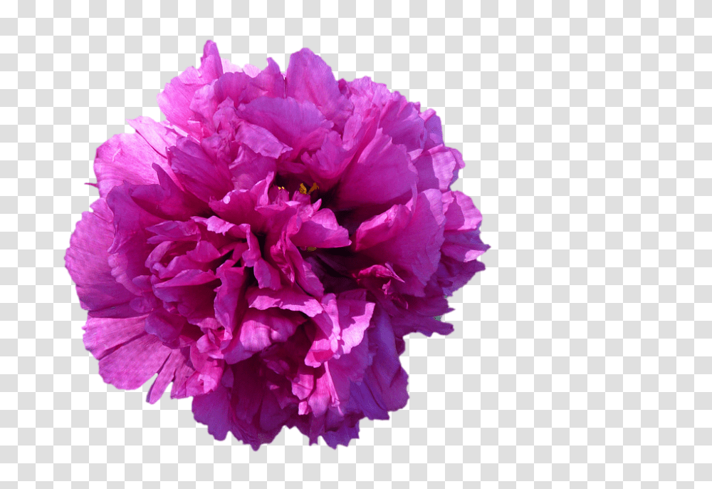 Flower 960, Plant, Peony, Blossom, Carnation Transparent Png