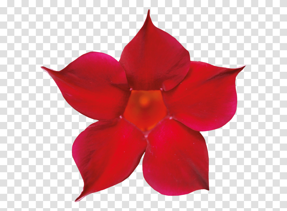 Flower 2021, Petal, Plant, Blossom, Geranium Transparent Png