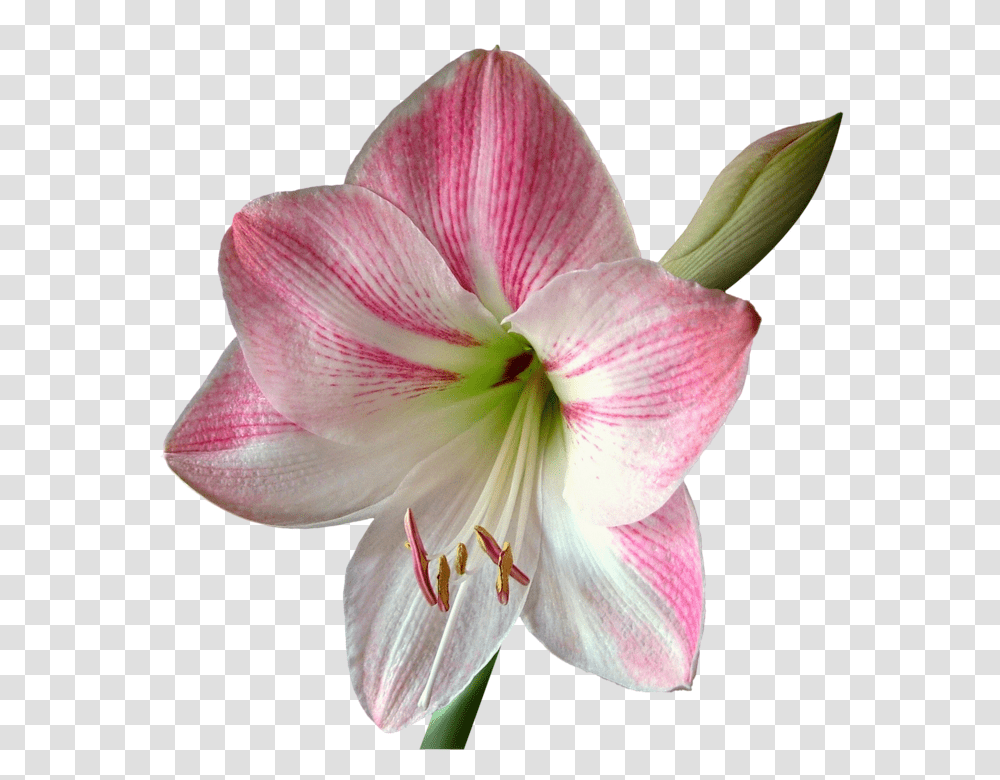 Flower 960, Plant, Amaryllis, Blossom, Geranium Transparent Png