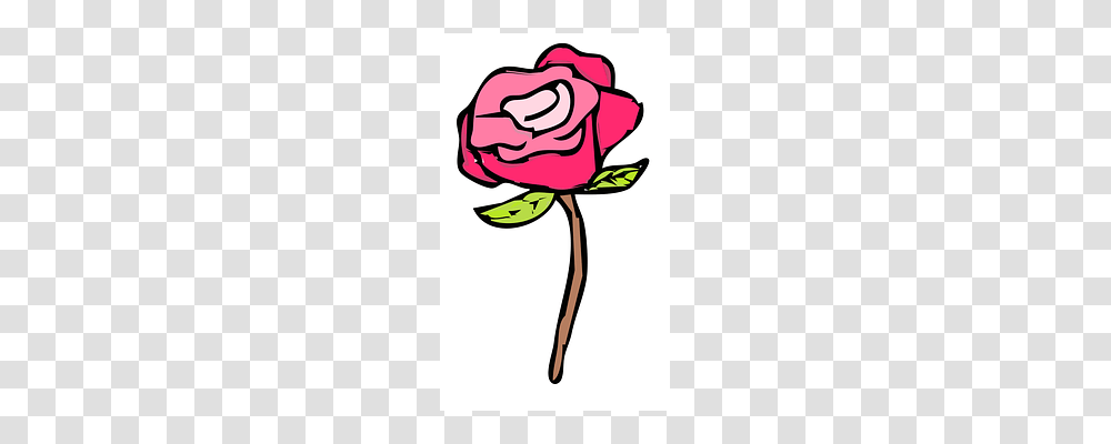 Flower Rose, Plant, Blossom, Petal Transparent Png