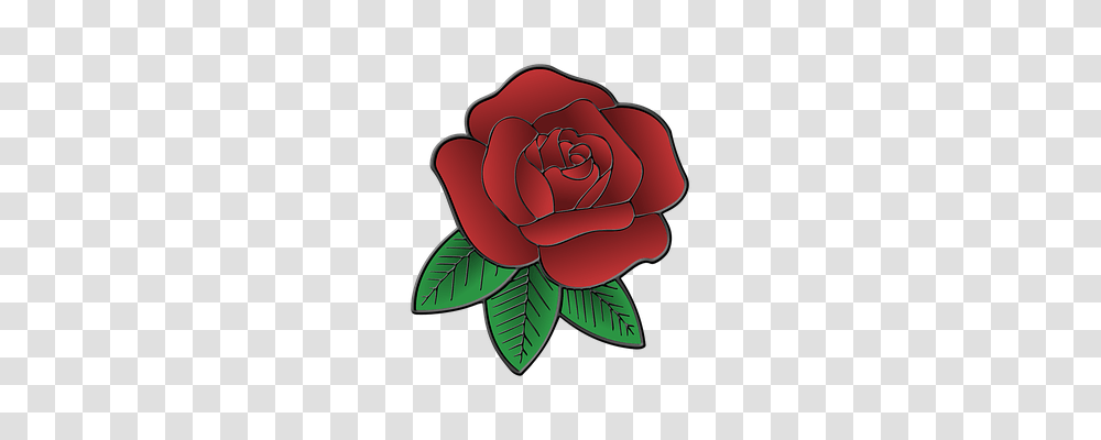 Flower Nature, Plant, Rose, Blossom Transparent Png