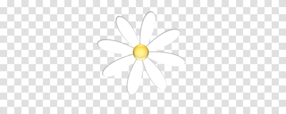 Flower Nature, Plant, Blossom, Daisy Transparent Png