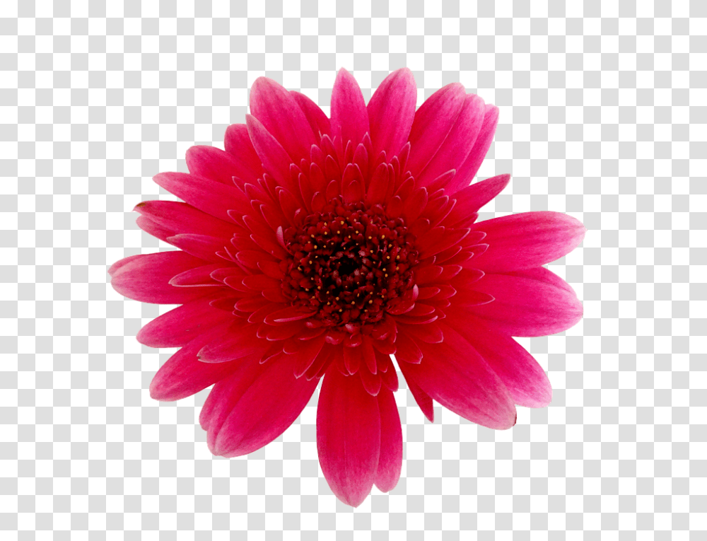 Flower 960, Plant, Daisy, Daisies, Blossom Transparent Png