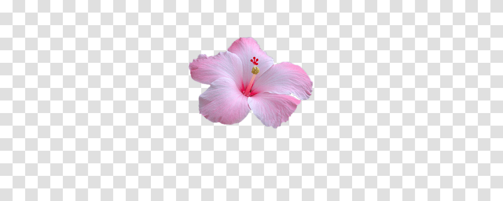 Flower Nature, Plant, Blossom, Hibiscus Transparent Png