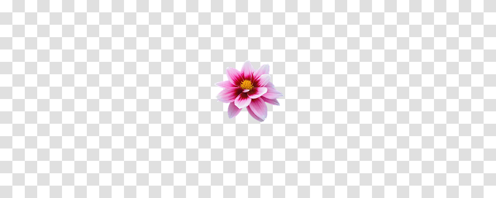 Flower Nature, Dahlia, Plant, Blossom Transparent Png