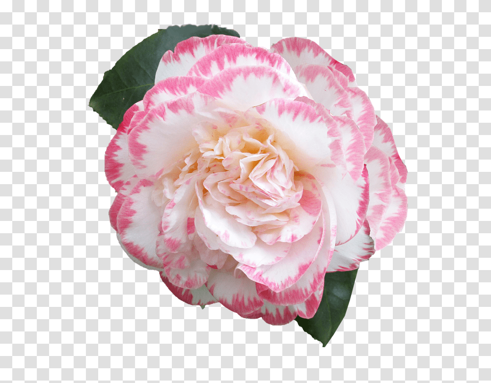 Flower 960, Plant, Rose, Blossom, Carnation Transparent Png