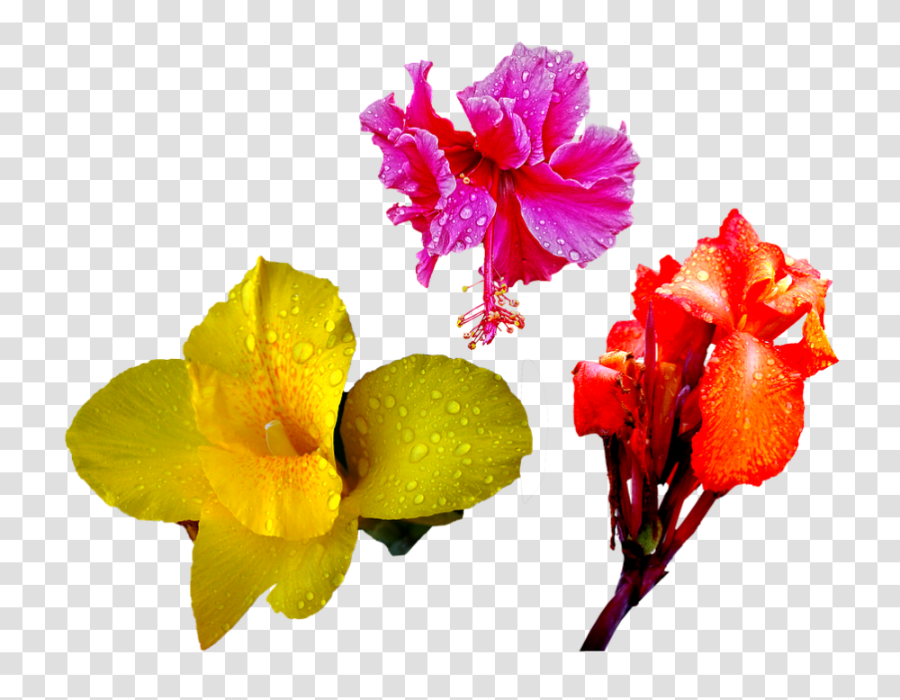 Flower 960, Plant, Blossom, Geranium, Petal Transparent Png