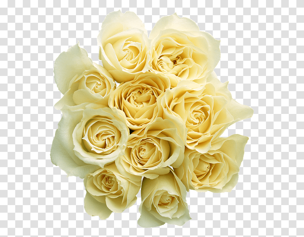 Flower 960, Plant, Blossom, Rose, Flower Bouquet Transparent Png