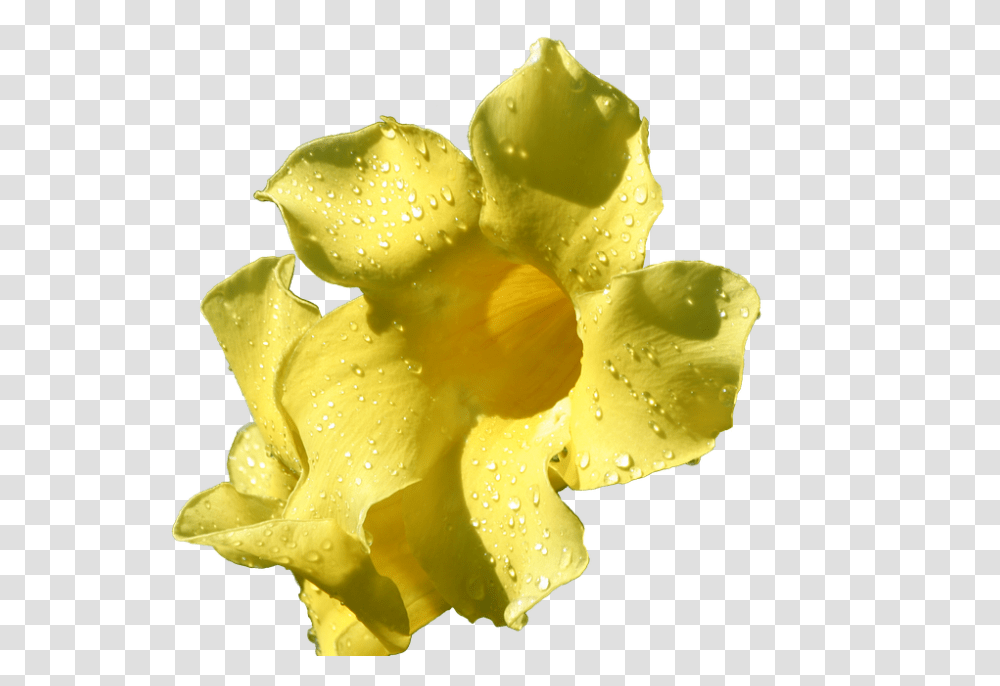 Flower 960, Plant, Petal, Blossom, Rose Transparent Png