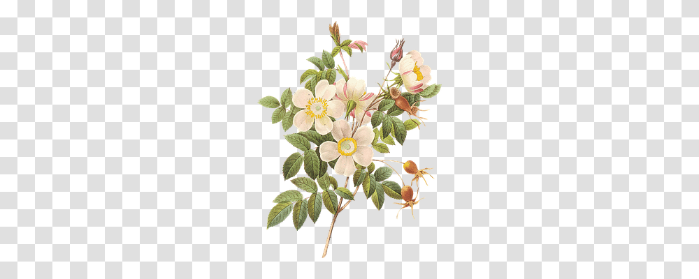 Flower Nature, Plant, Blossom, Floral Design Transparent Png