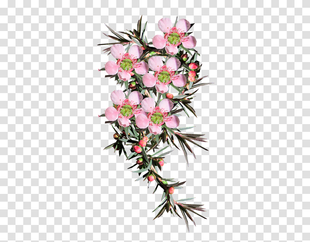 Flower 960, Plant, Blossom, Flower Arrangement, Ikebana Transparent Png