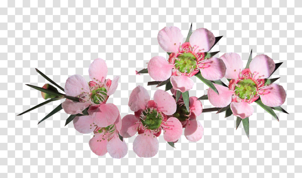 Flower 960, Plant, Cherry Blossom Transparent Png