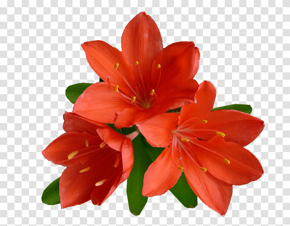 Flower 960, Plant, Blossom, Lily, Geranium Transparent Png