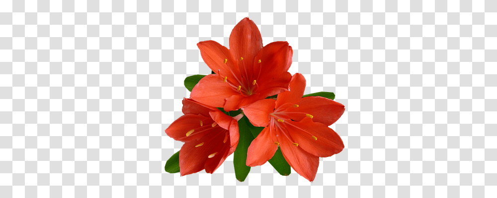 Flower Technology, Plant, Blossom, Geranium Transparent Png