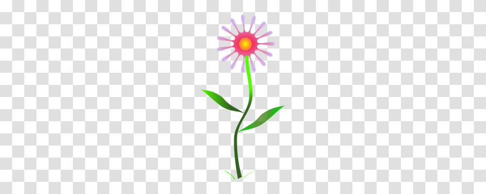 Flower Nature, Plant, Blossom, Daisy Transparent Png